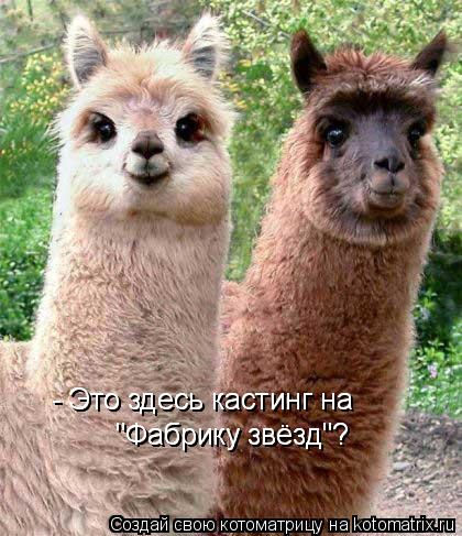 - Это здесь кастинг на "Фабрику звёзд"? "Фабрику звёзд"? - Это здесь кастинг на... Котоматрица: - Это здесь кастинг на "Фабрику звёзд"? "Фабрику звёзд"? - Это здесь кастинг на