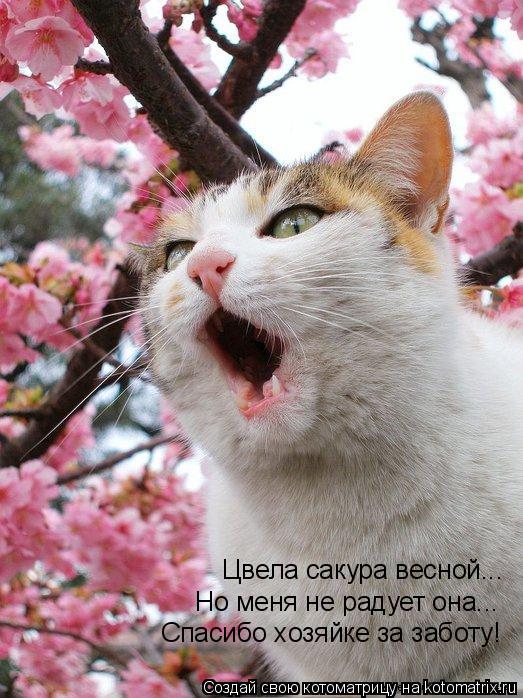 Цвела сакура весной... Но меня не радует она... Спасибо хозяйке за заботу!... Котоматрица: Цвела сакура весной... Но меня не радует она... Спасибо хозяйке за заботу!
