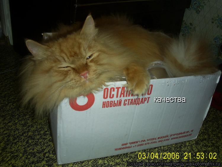 качества... Котоматрица: качества