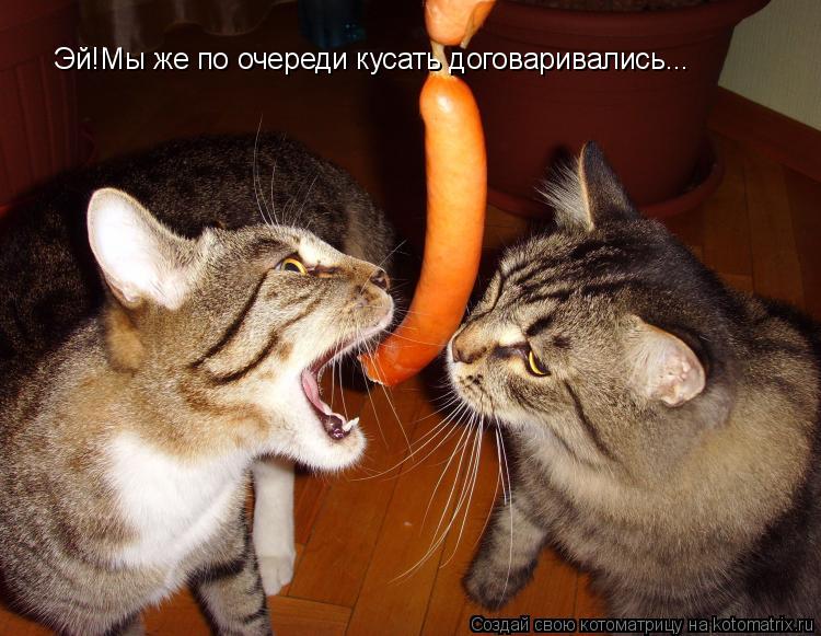 Эй!Мы же по очереди кусать договаривались...... Котоматрица: Эй!Мы же по очереди кусать договаривались...
