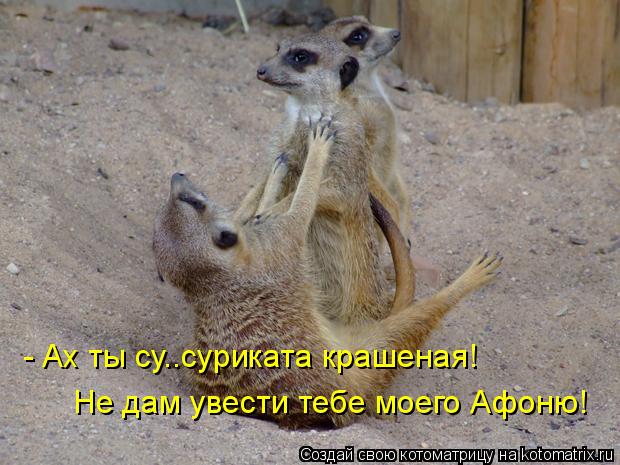 Котоматрица: - Ах ты су..суриката крашеная! Не дам увести тебе моего Афоню!