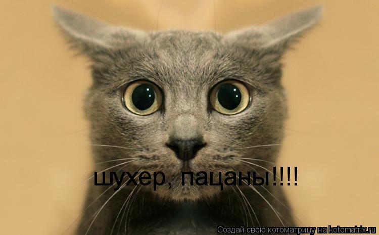 шухер, пацаны!!!!... Котоматрица: шухер, пацаны!!!!