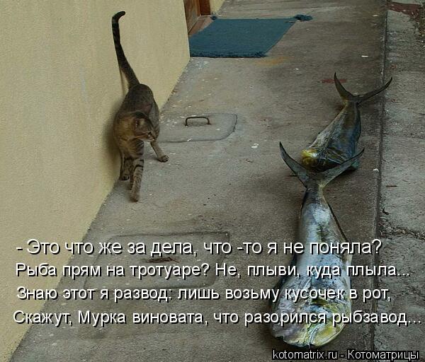 - Это что же за дела, что -то я не поняла? Рыба прям на тротуаре? Не, плыви, куда плыла... Знаю этот ... Котоматрица: - Это что же за дела, что -то я не поняла? Рыба прям на тротуаре? Не, плыви, куда плыла... Знаю этот я развод: лишь возьму кусочек в рот, Скажут, Му
