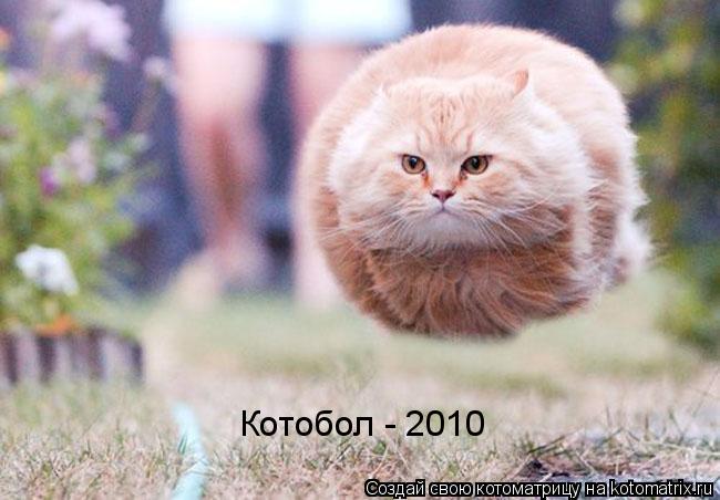 Котоматрица: Котобол - 2010