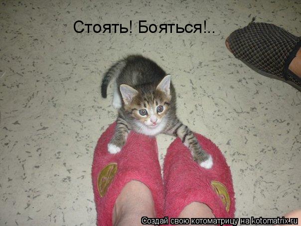 Котоматрица: Стоять! Бояться!..