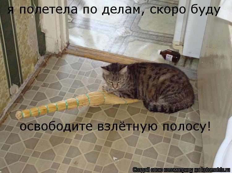 Котоматрица: я полетела по делам, скоро буду освободите взлётную полосу!