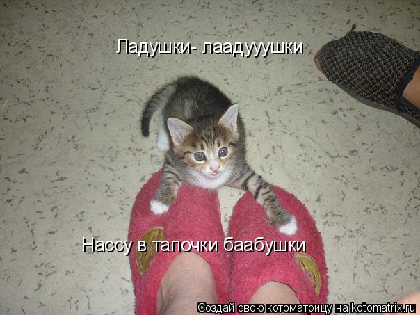 Котоматрица: Ладушки- лаадууушки Нассу в тапочки баабушки