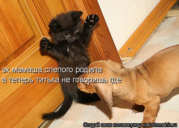 Котоматрица: эх мамаша,слепого родила а теперь титька не говоришь где
