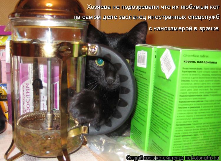 Котоматрица: Хозяева не подозревали,что их любимый кот  на самом деле засланец иностранных спецслужб  с нанокамерой в зрачке