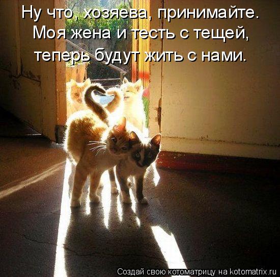 Котоматрица: Ну что, хозяева, принимайте.  Моя жена и тесть с тещей, теперь будут жить с нами.