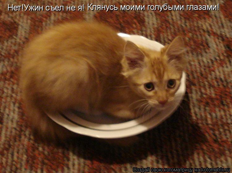 Котоматрица: Нет!Ужин съел не я! Клянусь моими голубыми глазами!