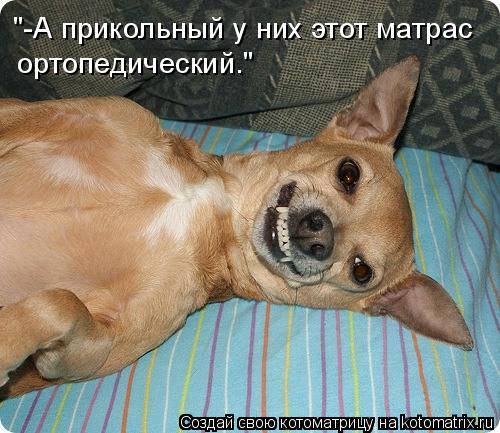 Котоматрица: "-А прикольный у них этот матрас ортопедический."
