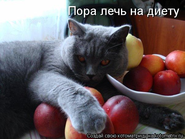 Котоматрица: Пора лечь на диету