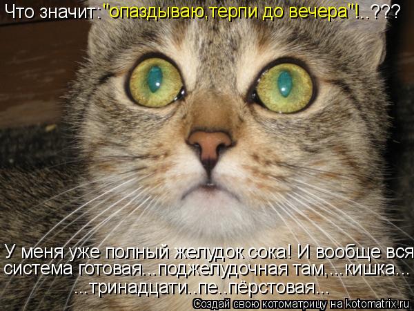 Котоматрица: "опаздываю,терпи до вечера"! Что значит:                                                  ...??? ...тринадцати..пе..пёрстовая... У меня уже полный жел