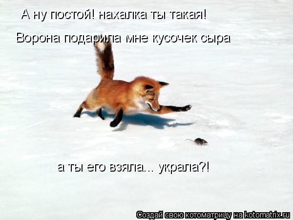 Котоматрица: А ну постой! нахалка ты такая! Ворона подарила мне кусочек сыра а ты его взяла... украла?!