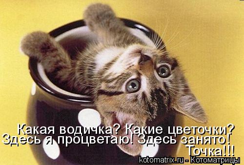 Какая водичка? Какие цветочки? Здесь я процветаю! Здесь занято! Точка!!!... Котоматрица: Какая водичка? Какие цветочки? Здесь я процветаю! Здесь занято! Точка!!!