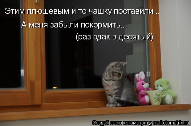 Котоматрица: Этим плюшевым и то чашку поставили... А меня забыли покормить... (раз эдак в десятый)