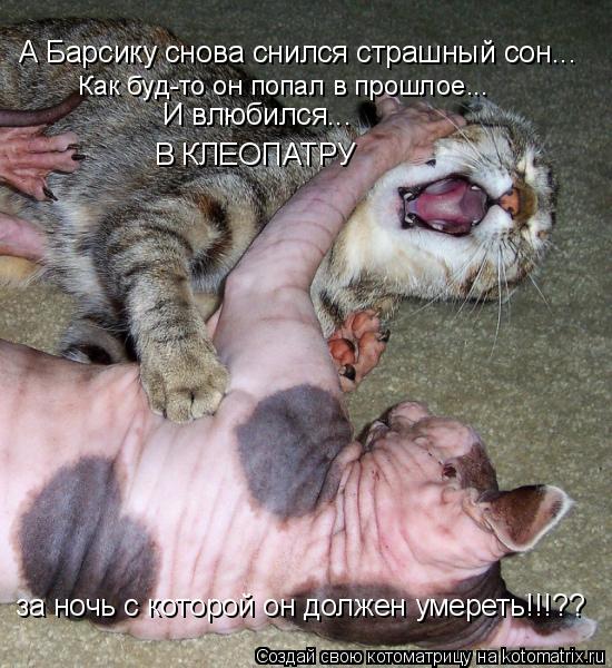 Котоматрица: А Барсику снова снился страшный сон... Как буд-то он попал в прошлое... И влюбился... В КЛЕОПАТРУ за ночь с которой он должен умереть!!!??