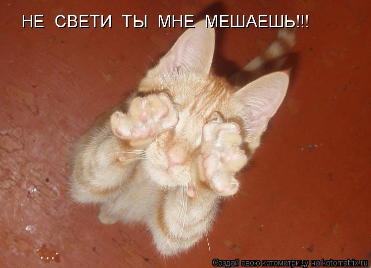 Котоматрица: НЕ  СВЕТИ  ТЫ  МНЕ  НЕ  СВЕТИ  ТЫ  МНЕ  МЕШАЕШЬ!!!