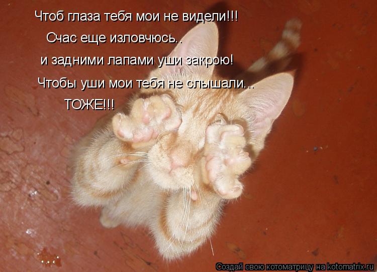 Котоматрица: Чтоб глаза тебя мои не видели!!! Счас еще изловчюсь.. и задними лапами уши закрою! Чтобы уши мои тебя не слышали... ТОЖЕ!!!
