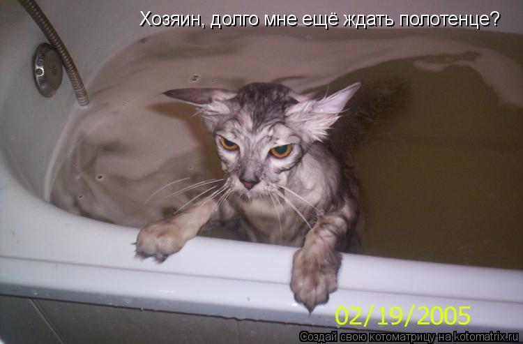 Котоматрица: Хозяин, долго мне ещё ждать полотенце?