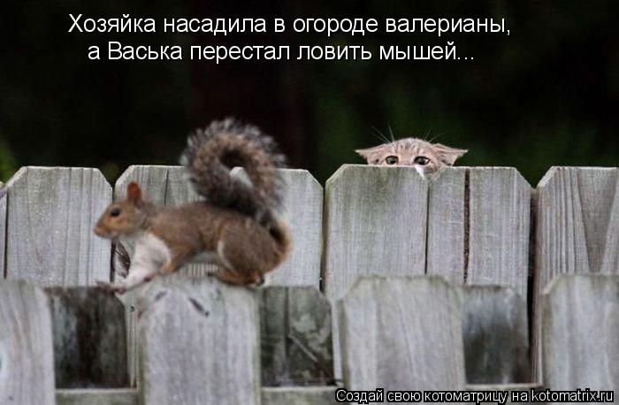 Хозяйка насадила в огороде валерианы, а Васька перестал ловить мышей...... Котоматрица: Хозяйка насадила в огороде валерианы, а Васька перестал ловить мышей...