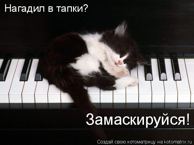 Нагадил в тапки? Замаскируйся!... Котоматрица: Нагадил в тапки? Замаскируйся!