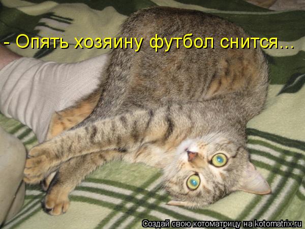 - Опять хозяину футбол снится...... Котоматрица: - Опять хозяину футбол снится...