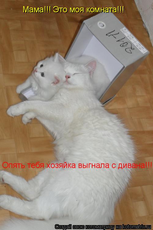 Мама!!! Это моя комната!!! Опять тебя хозяйка выгнала с дивана!!!... Котоматрица: Мама!!! Это моя комната!!! Опять тебя хозяйка выгнала с дивана!!!