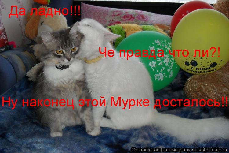 Да ладно!!! Че правда что ли?! Ну наконец этой Мурке досталось!!!... Котоматрица: Да ладно!!! Че правда что ли?! Ну наконец этой Мурке досталось!!!
