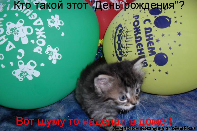Кто такой этот "День рождения"? Вот шуму то наделал в доме!!!... Котоматрица: Кто такой этот "День рождения"? Вот шуму то наделал в доме!!!