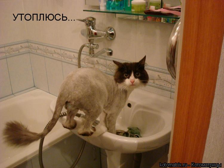 УТОПЛЮСЬ...... Котоматрица: УТОПЛЮСЬ...