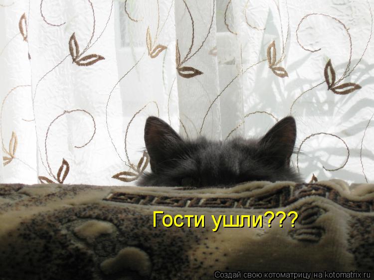 Котоматрица: Гости ушли???