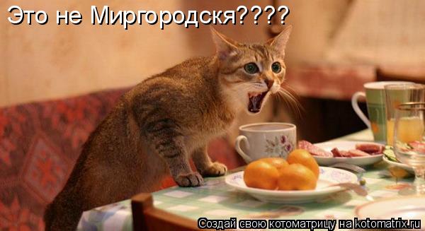 Котоматрица: Это не Миргородскя????