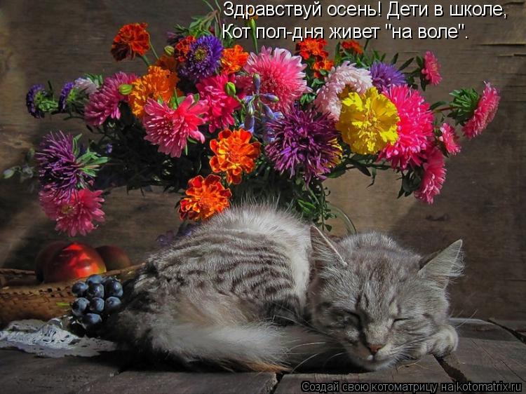 Здравствуй осень! Дети в школе, Кот пол-дня живет "на воле".... Котоматрица: Здравствуй осень! Дети в школе, Кот пол-дня живет "на воле".