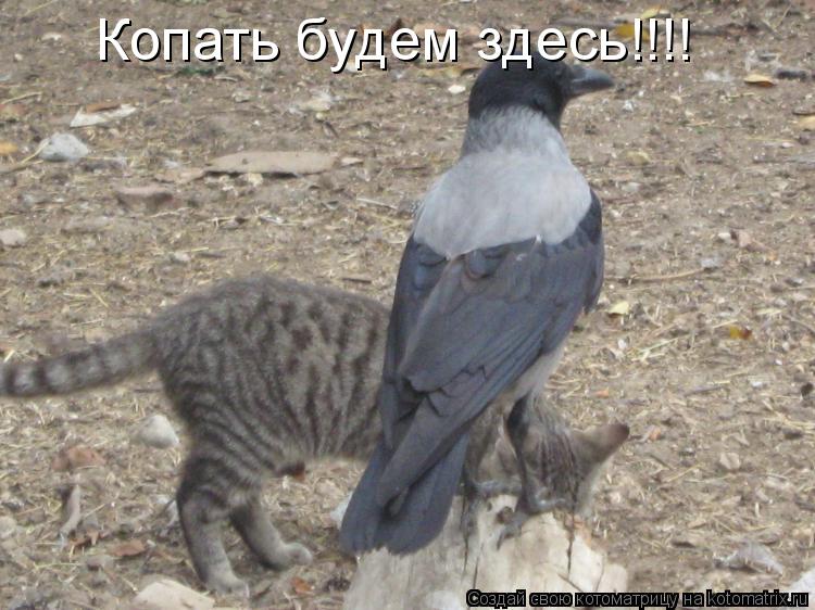 Котоматрица: Копать будем здесь!!!!