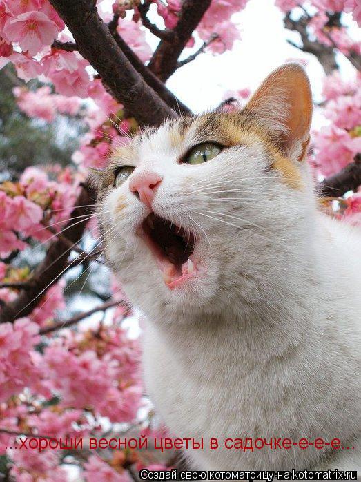 Котоматрица: ...хороши весной цветы в садочке-е-е-е...