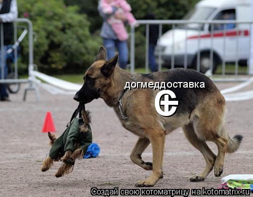 Котоматрица: + с догмеддоставка