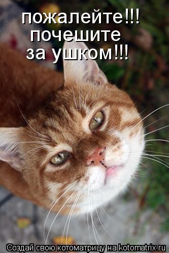Котоматрица: пожалейте!!! почешите  за ушком!!!