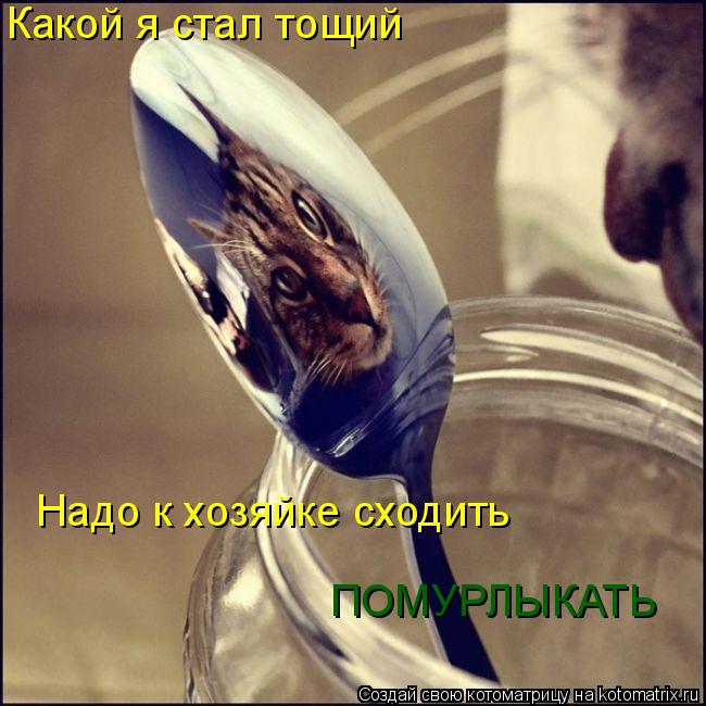 Котоматрица: Какой я стал тощий Надо к хозяйке сходить ПОМУРЛЫКАТЬ