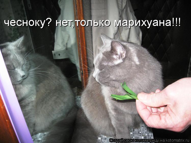 Котоматрица: чесноку? нет,только марихуана!!!