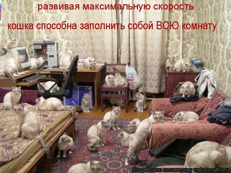 Котоматрица: развивая максимальную скорость           кошка способна заполнить собой ВСЮ комнату
