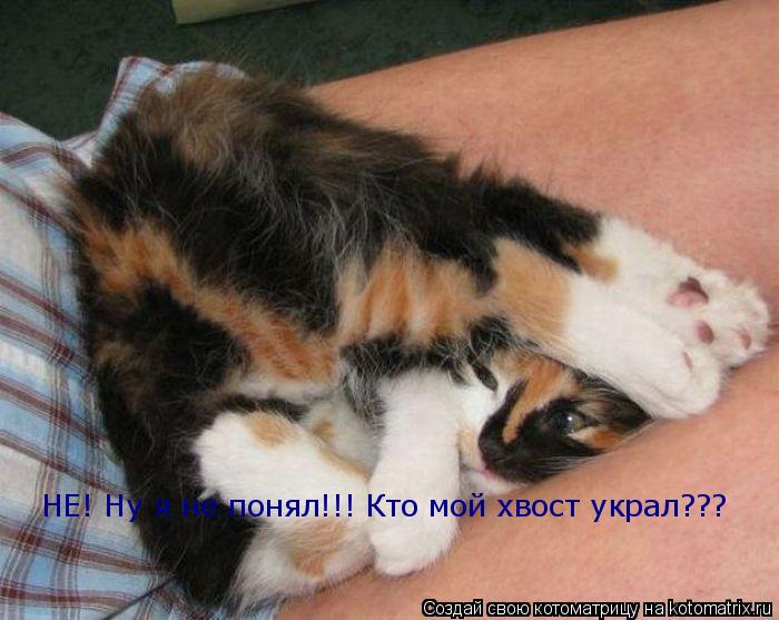 Котоматрица: НЕ! Ну я не понял!!! Кто мой хвост украл???