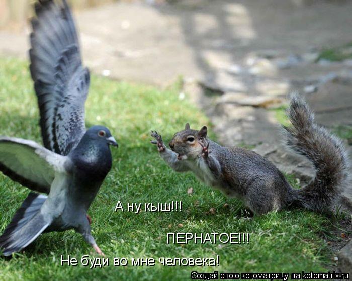 Котоматрица: А ну кыш!!! ПЕРНАТОЕ!!! Не буди во мне человека!