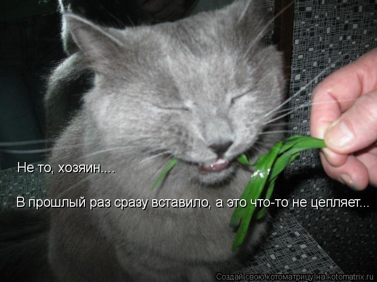 Не то, хозяин.... В прошлый раз сразу вставило, а это что-то не цепляет...... Котоматрица: Не то, хозяин.... В прошлый раз сразу вставило, а это что-то не цепляет...