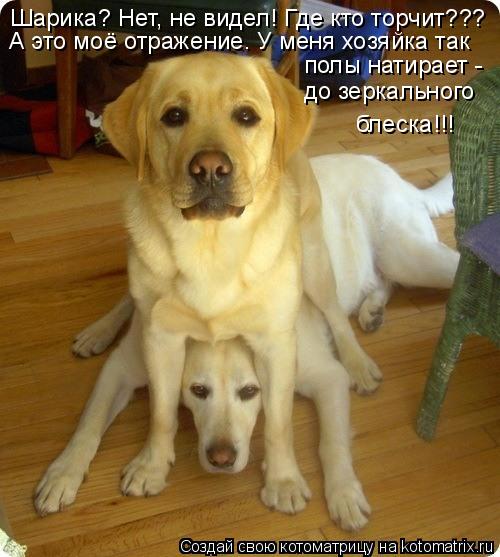 Шарика? Нет, не видел! Где кто торчит??? А это моё отражение. У меня хозяйка так полы натирает - до з... Котоматрица: Шарика? Нет, не видел! Где кто торчит??? А это моё отражение. У меня хозяйка так полы натирает - до зеркального блеска!!!