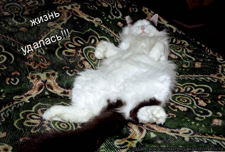 жизнь удалась!!!... Котоматрица: жизнь удалась!!!