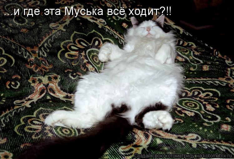 ...и где эта Муська всё ходит?!!... Котоматрица: ...и где эта Муська всё ходит?!!
