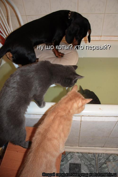 ну шо коты? кто первый?... Котоматрица: ну шо коты? кто первый?
