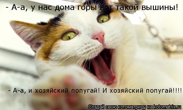 - А-а, у нас дома горы вот такой вышины! - А-а, и хозяйский попугай! И хозяйский попугай!!!!... Котоматрица: - А-а, у нас дома горы вот такой вышины! - А-а, и хозяйский попугай! И хозяйский попугай!!!!